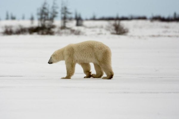 A polar bear walks on a frozen tundra