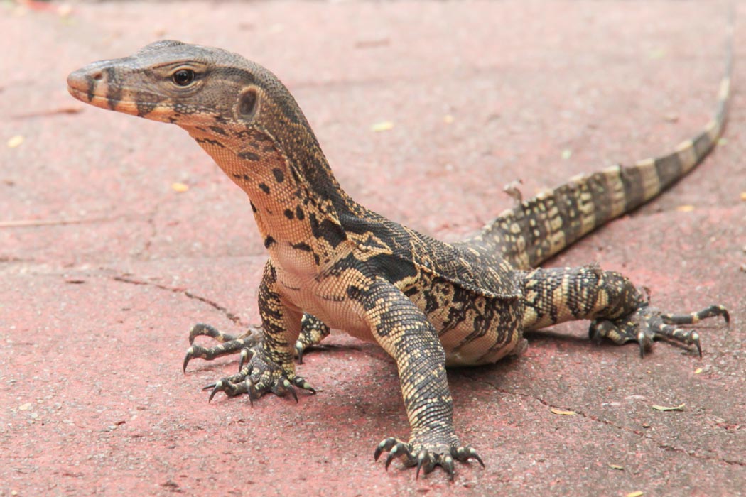 A Giant Salamander sticks out his neck
