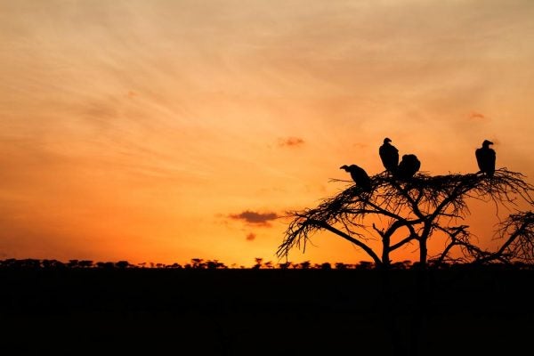 Vultures on tree