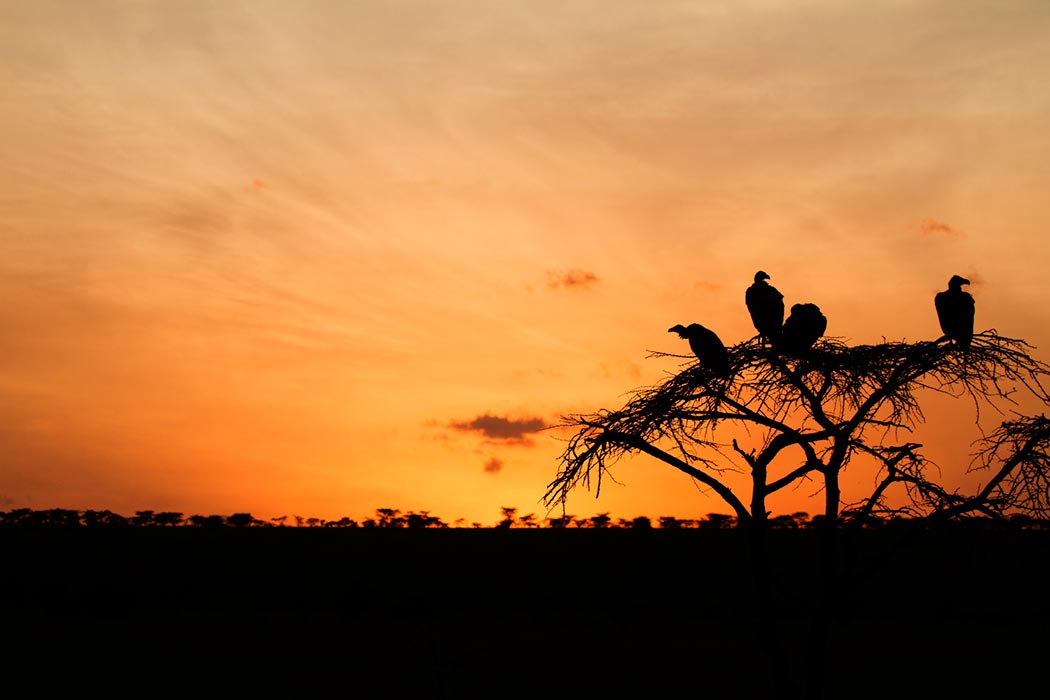 Vultures on tree