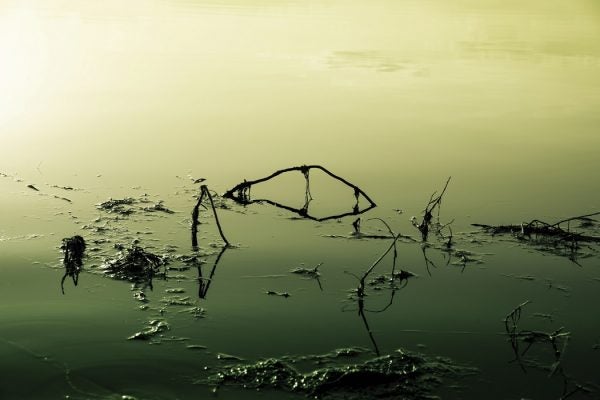 yellow-green image on a lake that is poisoned and polluted