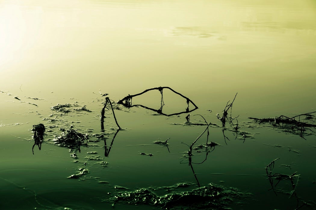 yellow-green image on a lake that is poisoned and polluted