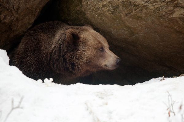 Celebrate World Bear Day! - JSTOR Daily