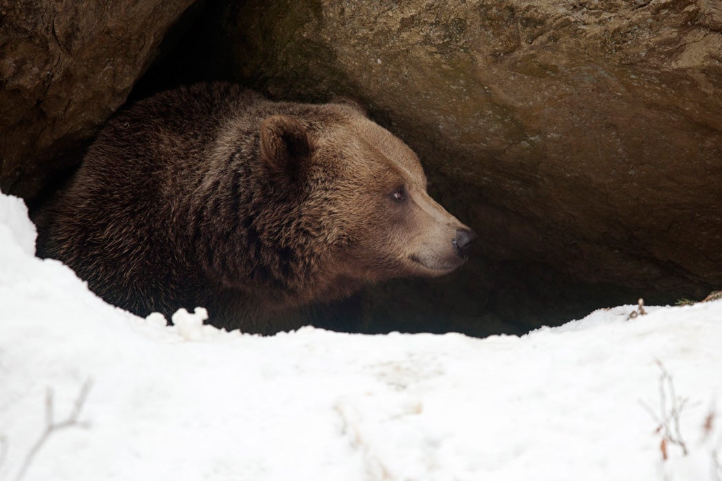 A bear looks out of its cave over the snow covered terrain