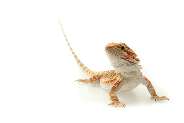 An orange and cream lizard tilts its head and tail up