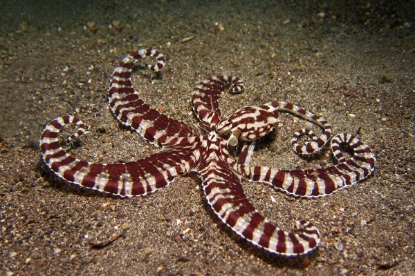 A maroon and cream striped octopus on the seafloor