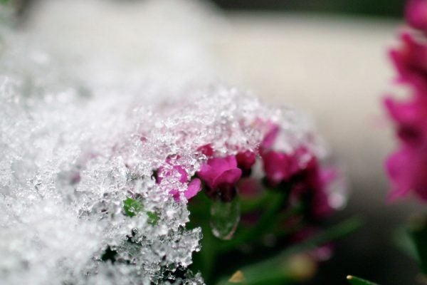 Ice covering fuchsia flowers