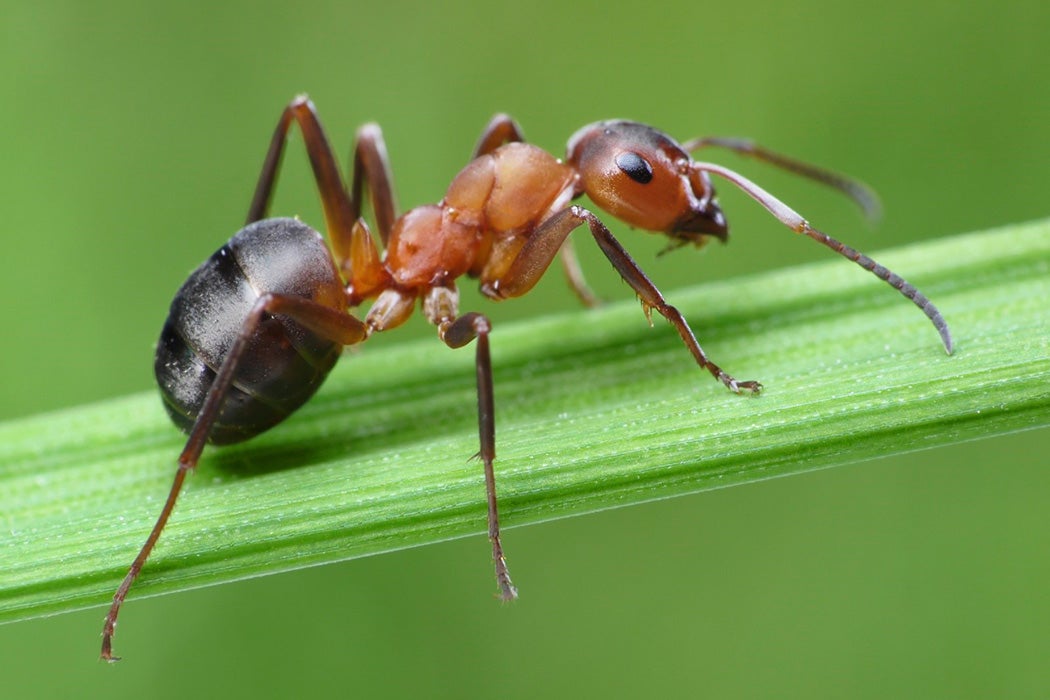 A single ant crawling on a blade of grass