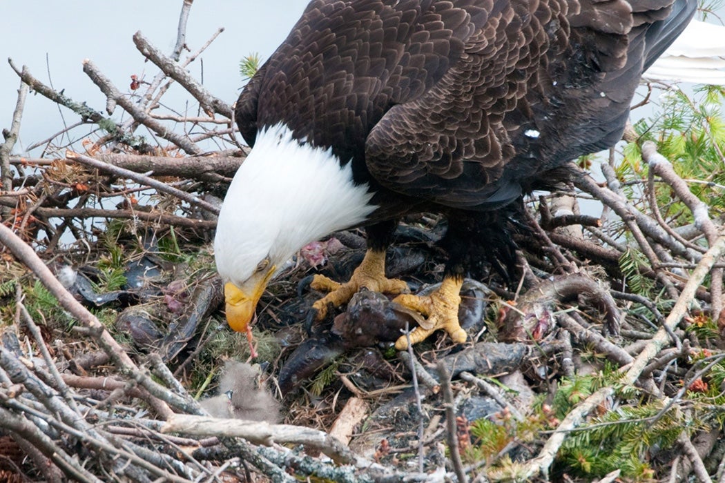 An eagle feeds its offspring