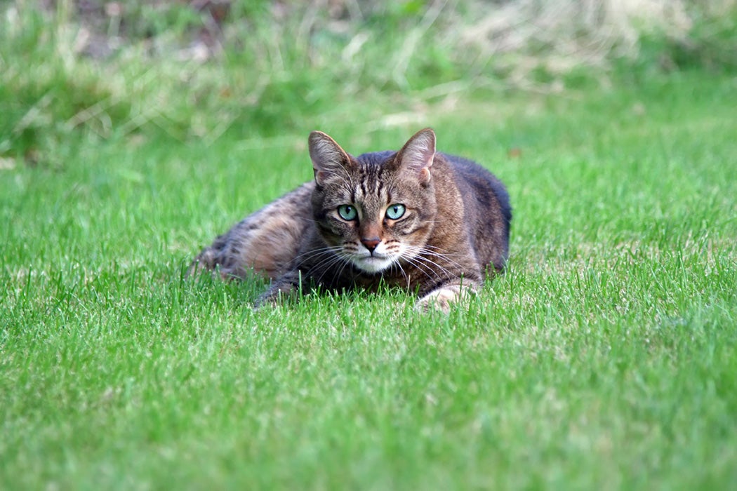 A feral cat