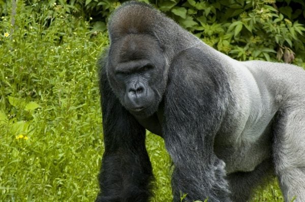 A silverback gorilla