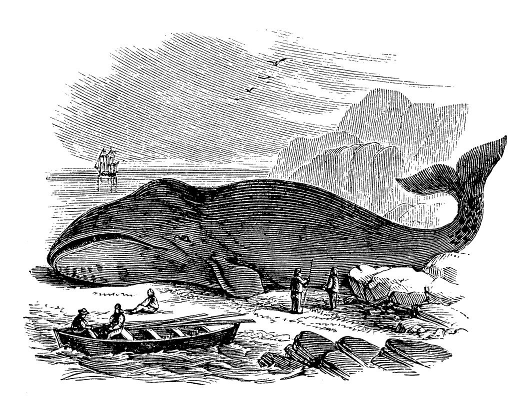 Black and white illustration of a beached whale