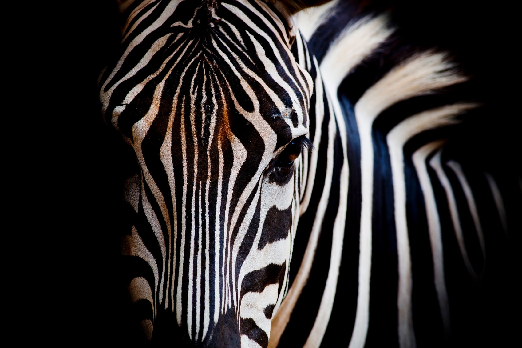 A close-up of a zebra