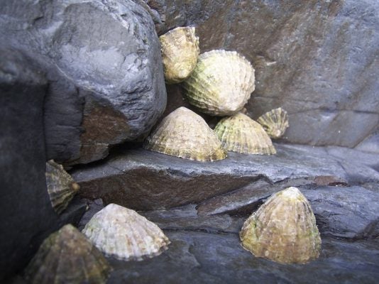 Limpets on a rock