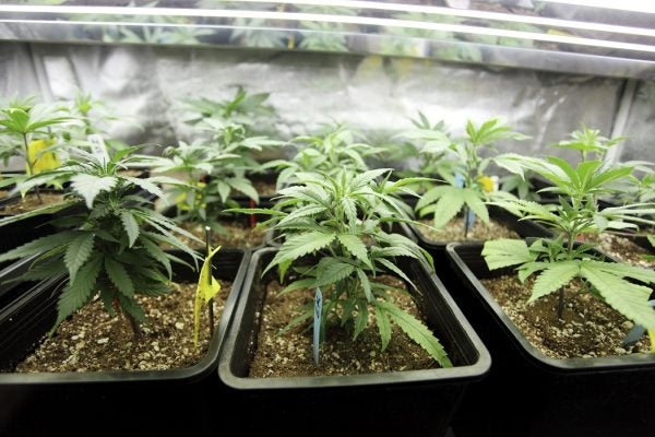 Rows of marijuana plants