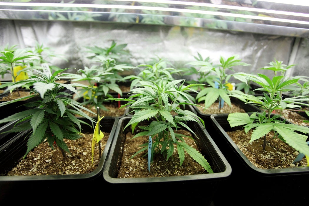 Rows of marijuana plants