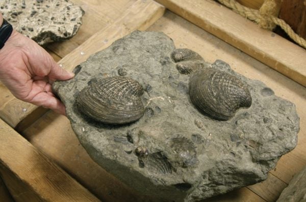Fossilized shells