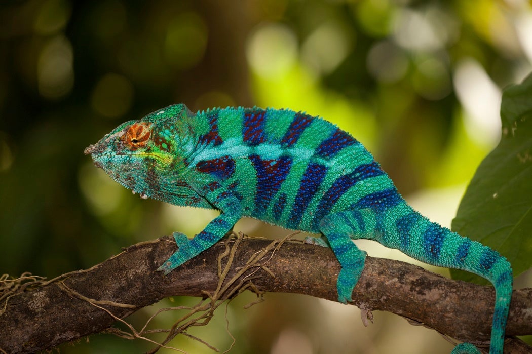 Researchers Explain How Chameleons Change Color