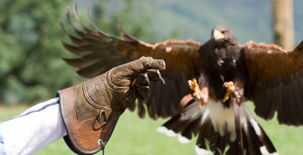 A gloved hand reaches out for a falcon
