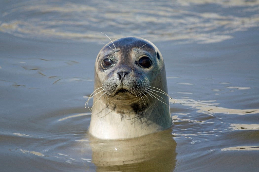 A seal pops its head up out of the water