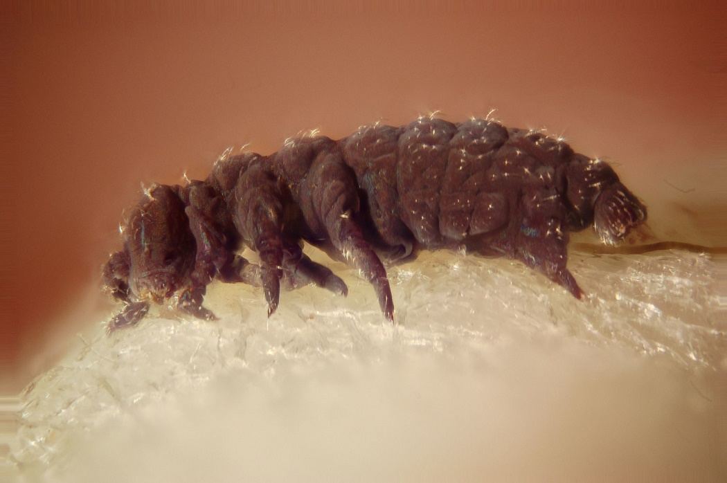 Image result for Tardigrade