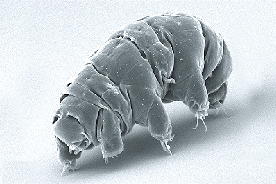 SEM image of Milnesium tardigradum in active state