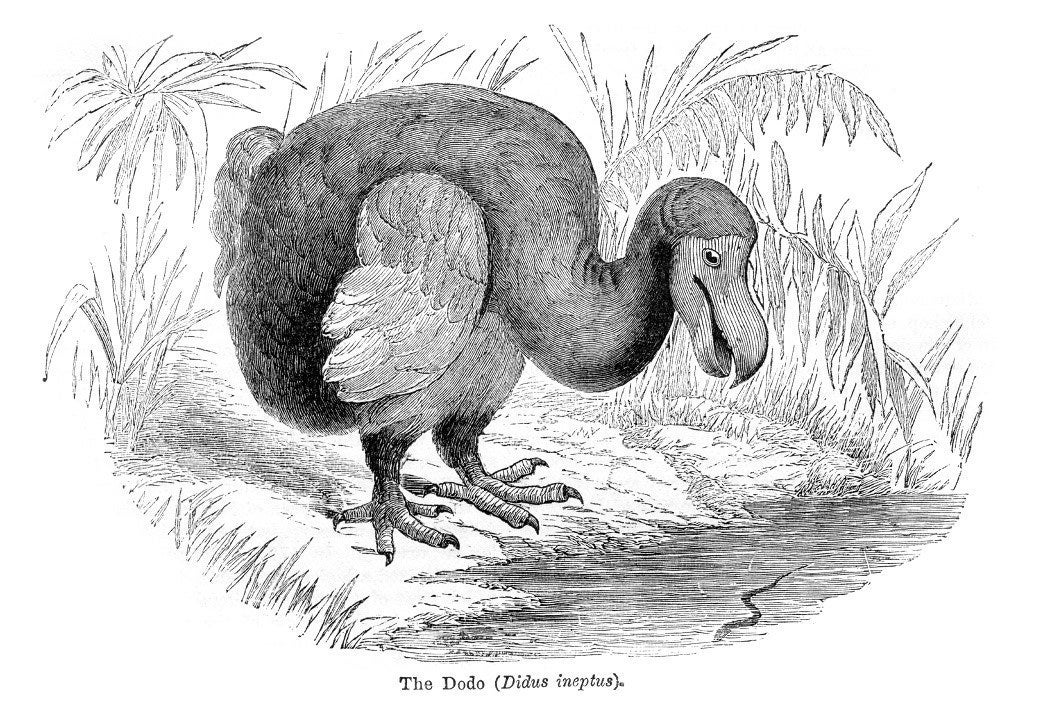 Vintage engraving of the Dodo