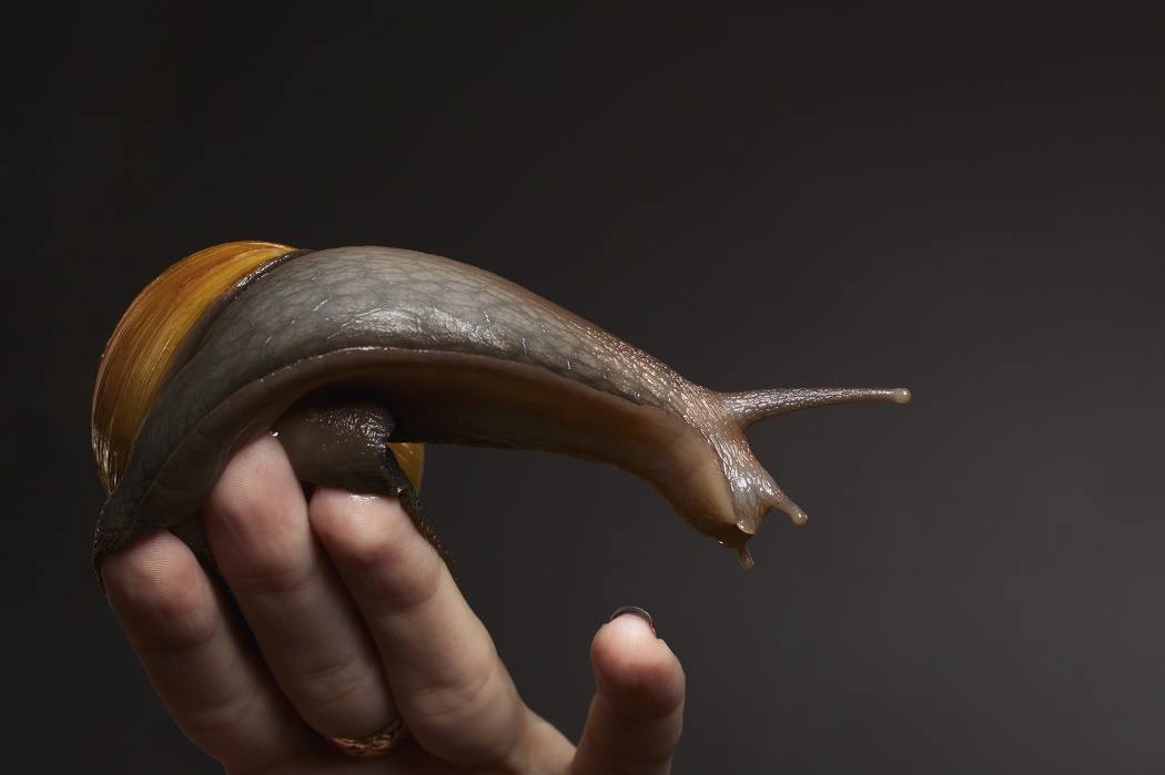 A giant snail on a hand