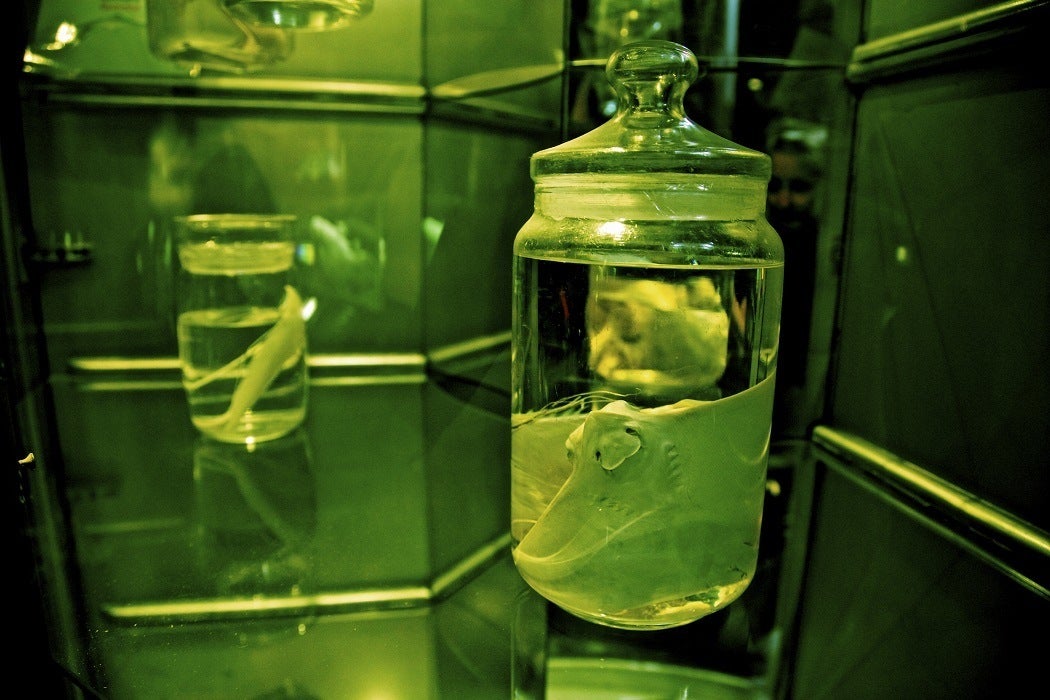 A preserved specimen in a glass jar