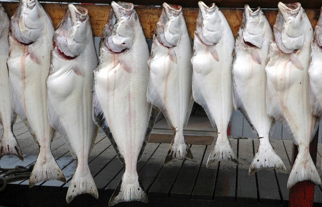 Just for the Halibut More Fish are Deliberately Wasted Than Caught