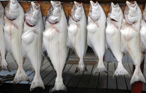 A row of caught haibut