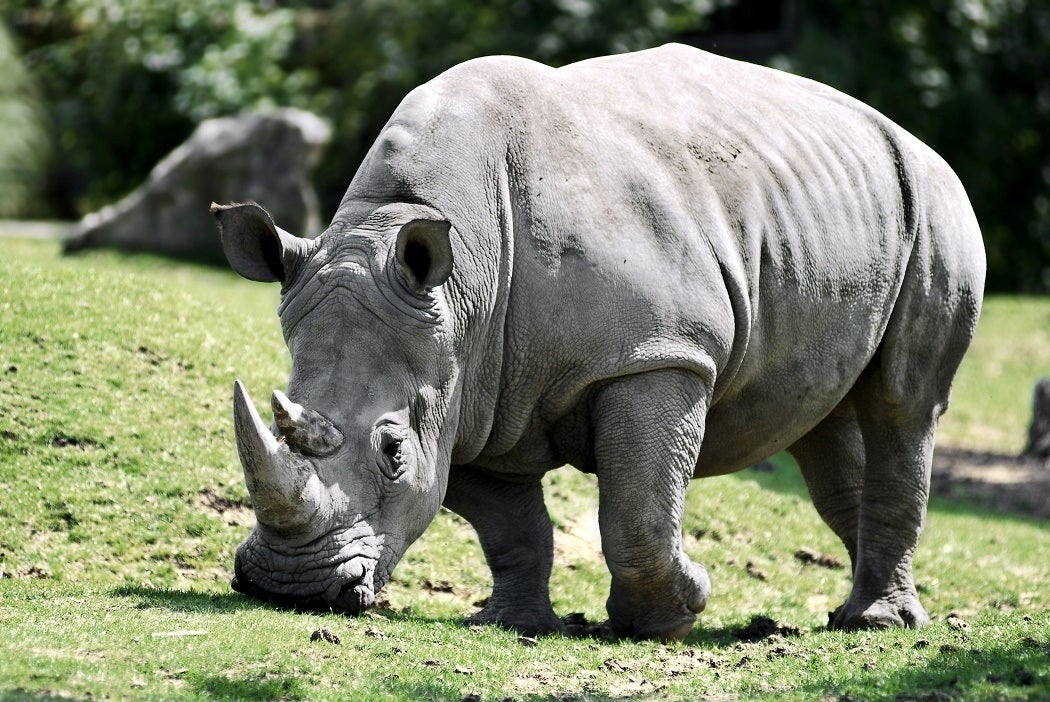 A rhino walking in grass