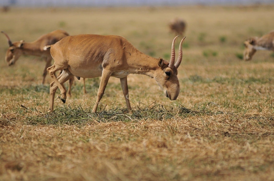 A Saiga Antelope