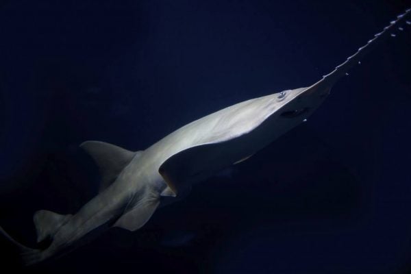 A Sawfish swimming in the water