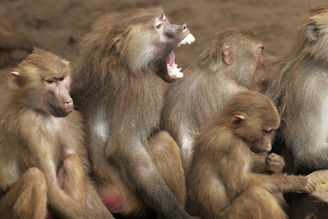 A Democratic Experiment Among Baboons JSTOR Daily