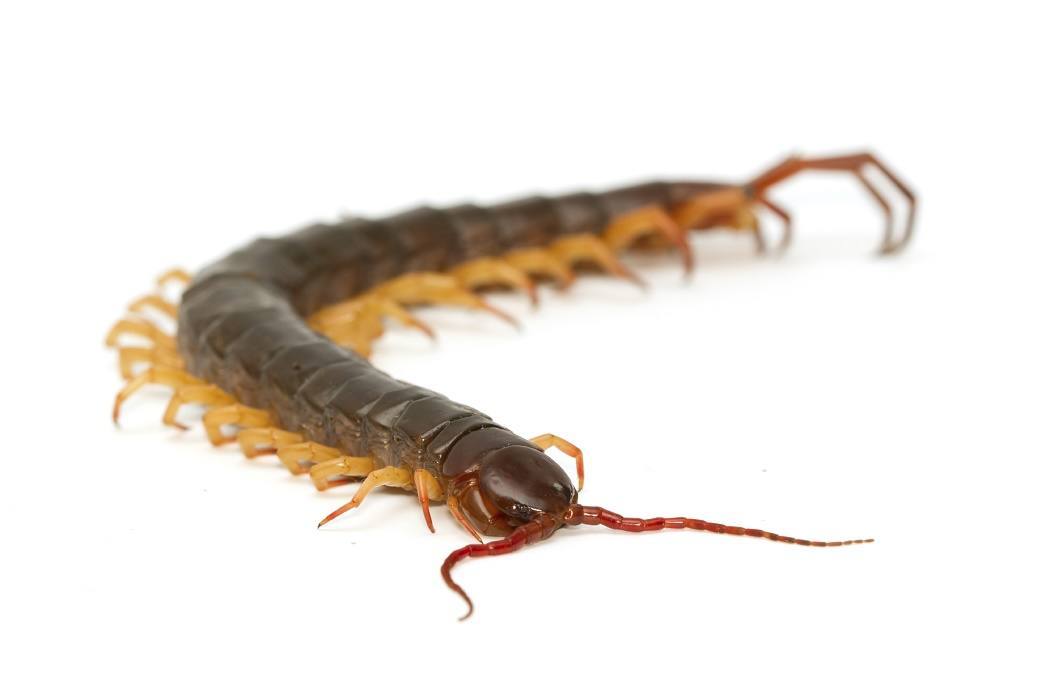 Close-up of a brown centipede