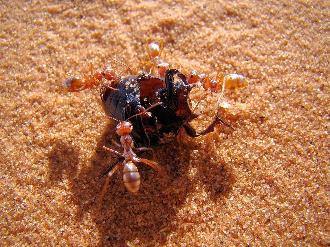 Saharan Silver Ants capturing a beetlea