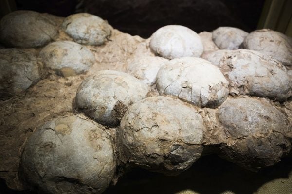 Fossilized dinosaur eggs