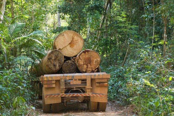 A truck transporting newly cut trees out of the forest