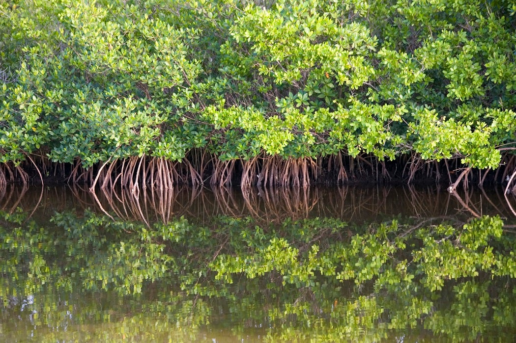 Dense group of mangrove trees
