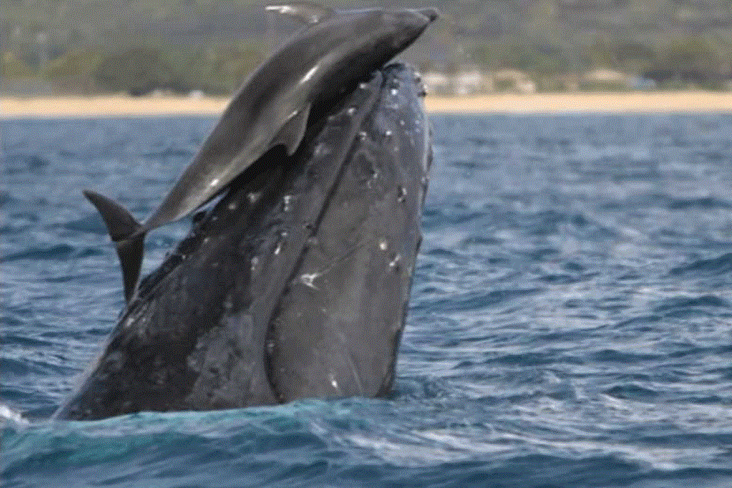 Dolphin on the forehead of a whale rising out of the water