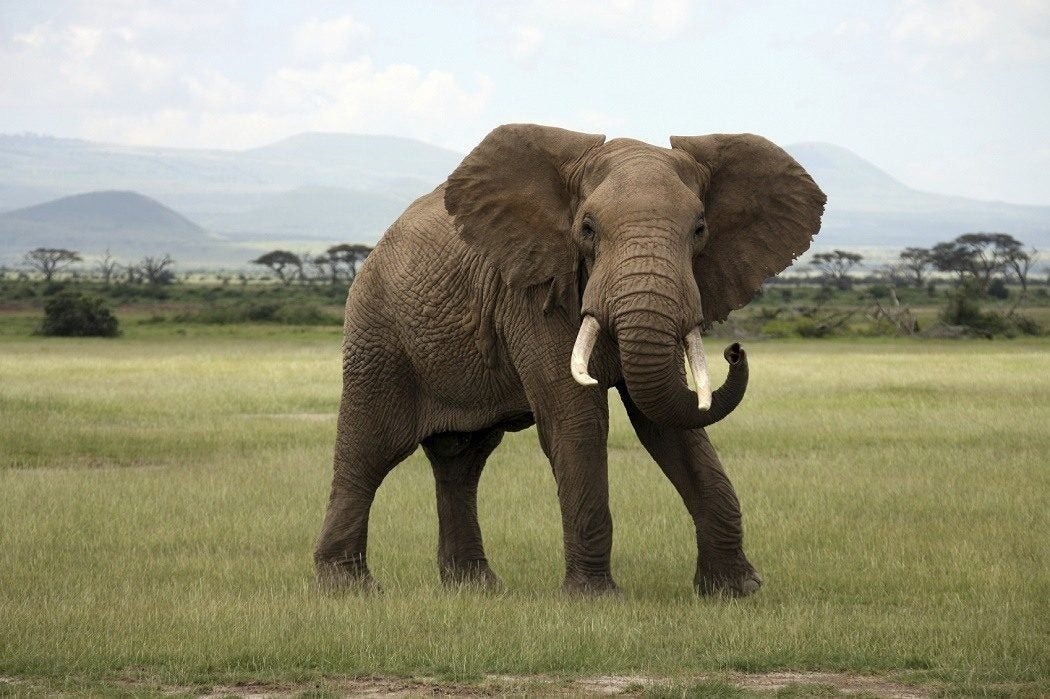 To Find Forgotten Land Mines, Researchers Look To Elephants | JSTOR Daily