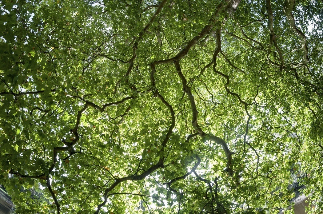 View looking up through a forest canopy