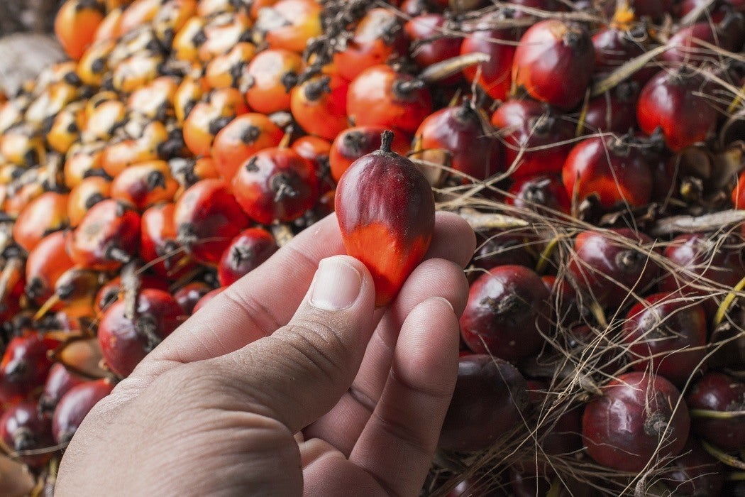 A hand holding a palm oil fruit in front of a bushel of the fruit