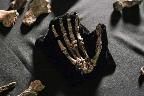 Skeletal fossils of the hand of Homo naledi