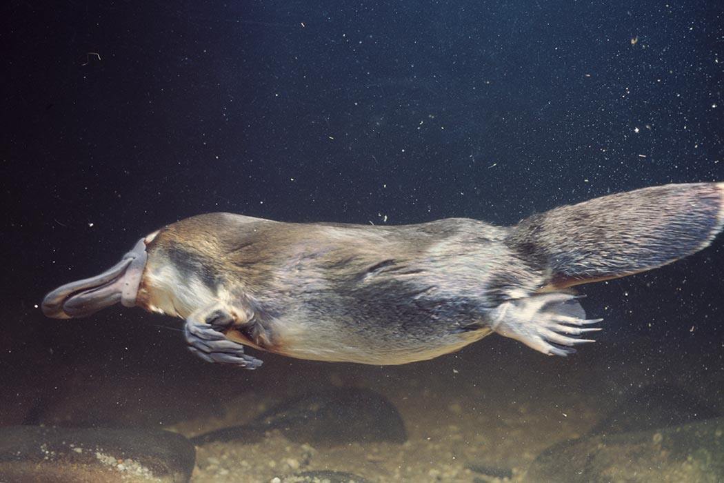 A swimming platypus