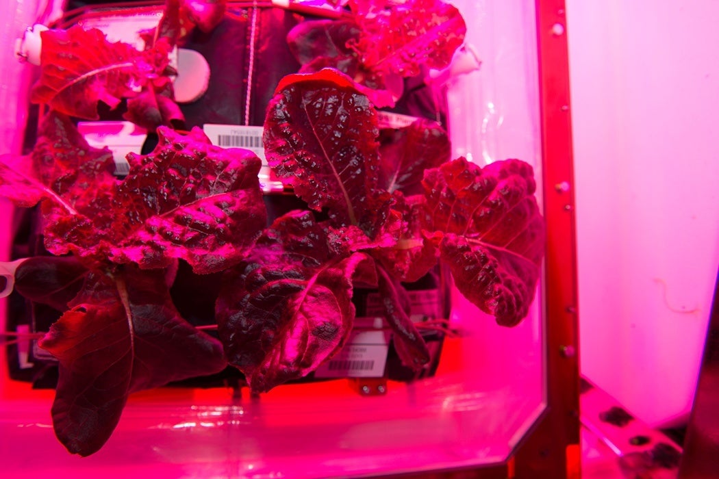 Astronauts on the International Space Station are ready to sample their harvest of a crop of "Outredgeous" red romaine lettuce from the Veggie plant growth system that tests hardware for growing vegetables and other plants in space.
Credits: NASA