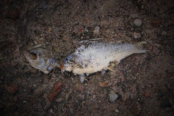 A dead fish in sand