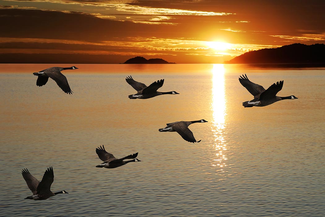 canadian geese v formation