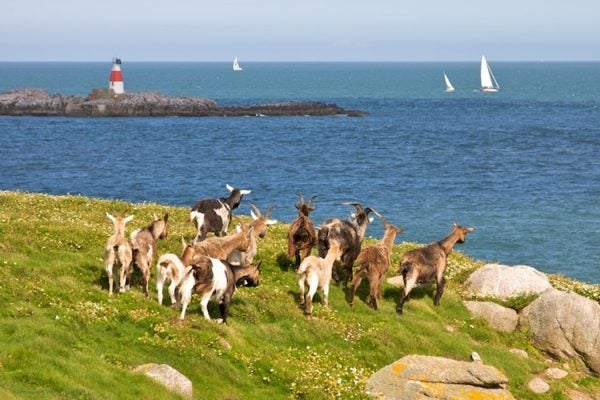Goats at Dalkey Island